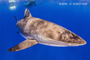 Silky Shark inches from my dome.
He came to investigate ... by Ken Kiefer 